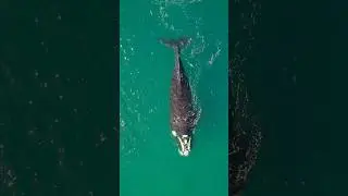 🐋 The Secret Superpowers of Whales 🌊 | Mind-Blowing Ocean Facts