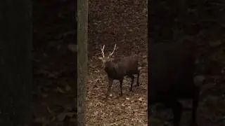BIG Sika deer at 15 yards!! #huntclubtv #hunting #sikadeer