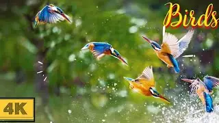 Birds video | Amazing bird's view| beautiful birds video |🦜