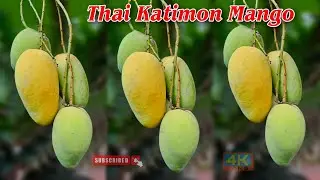 All time Mango plant Farming 