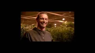 Cannabis Breeding 101: Belushi's Flower Insemination #growingbelushi #jimbelushi  #cannabisheals