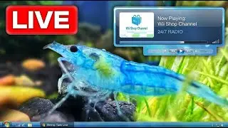 Shrimp Tank Live 🔴 24/7 Interactive Aquarium | Nintendo & Frutiger Aero Radio