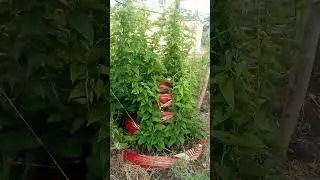 Cone garden water yam: converging staking method #short#garden #viral#yam
