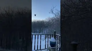 Beautiful winter scene part 2#snow #winter #nature