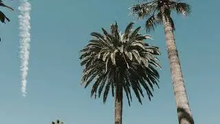 Palm Trees (Dance Instrumental) - Made with UJAM Usynth CORE (Plugin Boutique)