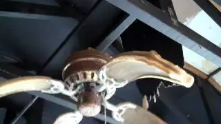 droopy fan