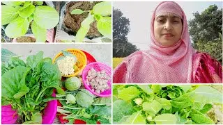 ছাদ বাগান থেকে আজ দারুন হার্ভেস্টিং ও করলাম। কিশাকের বীজ এখন বপন করবেন।