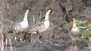 Nene In The Ka'u Desert, Hawaii