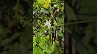 Harvesting snake gourd | #fresh #vegetables #green #garden #harvest #plants