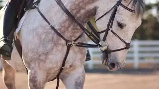#FADED the MEGAMIX | Equestrian music Video | Horse Edits