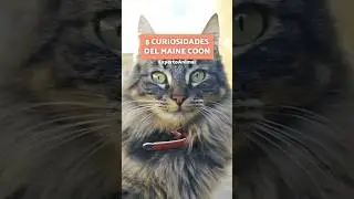 5 CURIOSIDADES del MAINE COON 😻