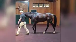 WinStar Farm welcomes the very first foal from Cogburn