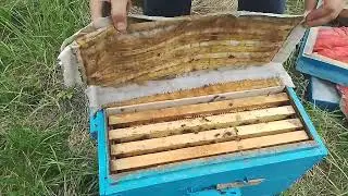 Нуклеус на 300 Дадан