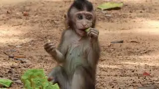 Newborn monkey Quinton request mom some food | Wow Daily