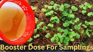 Pomegranate Peel Fertilizer For Plants/ How To Make Natural Fertilizer At Home For Plants