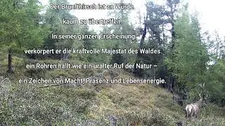 Hirschbrunft 2025