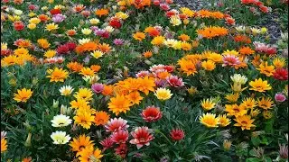 АФРИКАНСЬКА РОМАШКА ГАЗАНІЯ (Gazania, treasure flower)