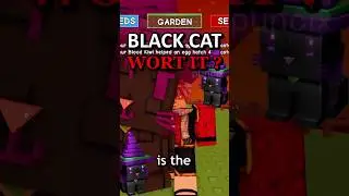 BLACK CAT WORTH IT ?🐈
