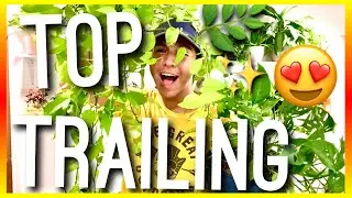 TOP TRAILING/VINING HOUSEPLANTS THAT GIVE YOUR HOME A JUNGLE LOOK - INDOOR HANGING HOUSEPLANTS