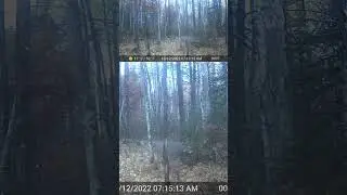 Tomahawk Wisconsin, video from 715TrailCams. pt13 #gardepro #trailcam #wildlife #trailcamera #deer