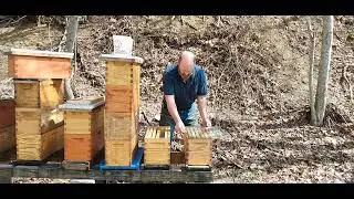 Demaree Redo. More Clear Instructions. And How The Bees Are Being Manipulated.