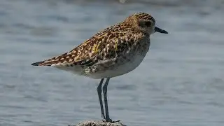 Birding Thailand 2024 11/16