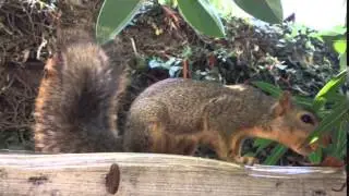 Introducing Fritz the Squirrel