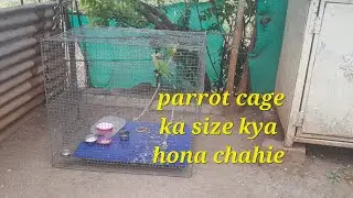 parrot ke cage ka size kya hona chahie plum headed parrot 🦜 ka