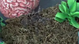 Creatures From The North, Tarantula Unboxing Ep.2 (Of 2)
