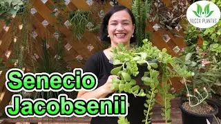 Senecio jacobsenii - Conhe&ccedil;a essa LINDA Pendente!