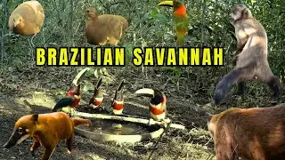 RARE ANIMALS TO SEE IN THE BRAZILIAN SAVANNAH