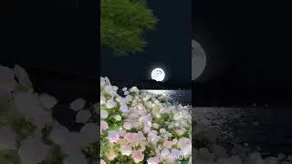 moonlit night 🌙 #shorts #flowers #moon #viral