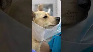 Build Your Pet First Aid Kit