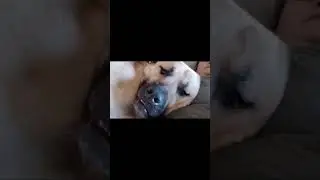 Meet Thor!
