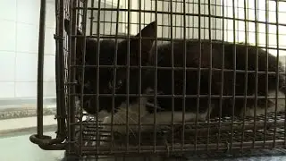Cyprus volunteers struggle to feed soaring cat population