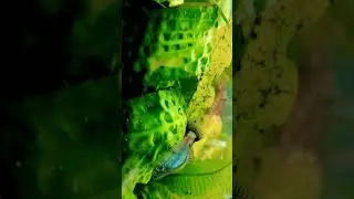 Аквасы