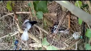 Birds Trapping Oriental Magpie-Robin:Chirping In The Exciting Wild/Catch 3 birds 03/19/2017