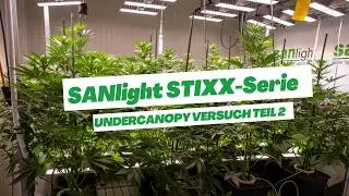 SANlight Lab: STIXX-Serie Undercanopy Versuch / Teil 2