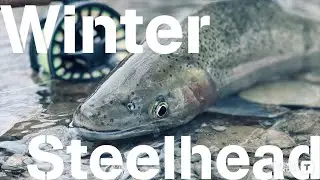 Steelhead | Fly Fishing | Pennsylvania