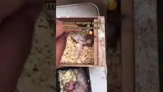 periquito australiano
