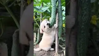 Dog eats cucumber #shorts #satisfying #funny #Agriculture #harvest