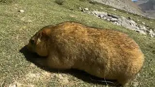 Himalayan Marmot |