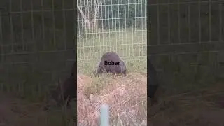 B&oacute;br kurczę ia wale jakie bydle 🥵🇵🇱❤️🦫