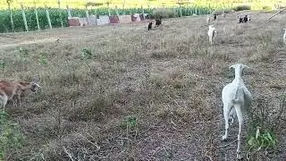 Free range goats in February cool and dry weather #goatfarming #goatfarmlife #animals #goatlover