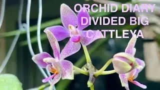 ORCHID DIARY  PREPARING FOR FALL WITH ORCHIDS AND DIVIDING MY BIG CATTLEYA AND MOUNTING THEM