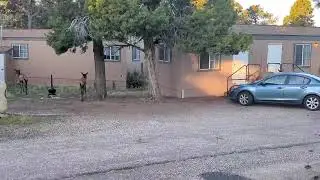 Male Elk.. right at my doorstep!! @Grand Canyon's- Camper Village Campground