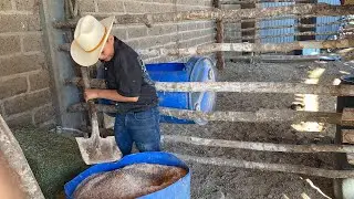 Mezclando ALIMENTO para las YEGUAS | Caballos🐴 Crujito, Alexis | Miguelig 👌🏻