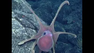 Challenges of the Deep