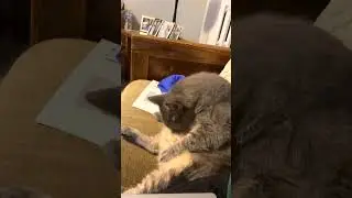 Anybody else&rsquo;s cat do this??? #weird #funny #cats #cat #goofy #lmao #lol #fatloss