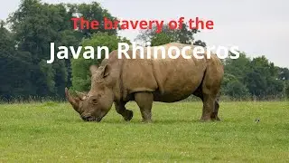 Javan Rhinoceros